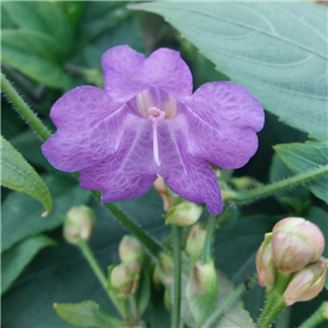 Strobilanthes Rankanensis